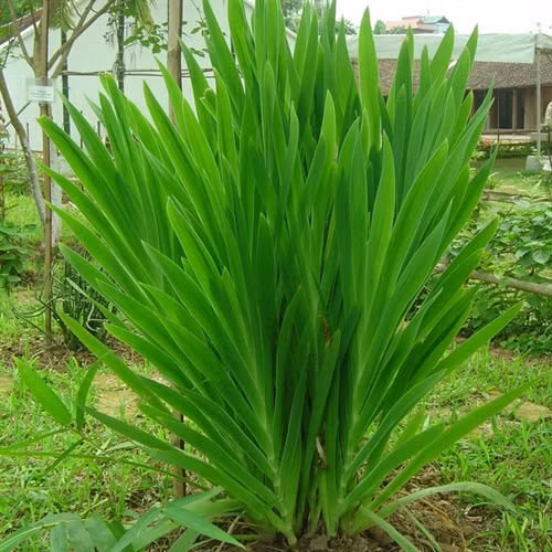 Công dụng của cây rẻ quạt