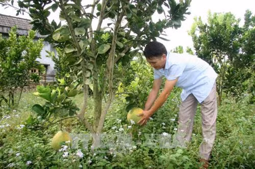 Lai Châu hình thành các vùng chuyên canh gắn với ứng dụng khoa học
