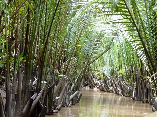 Kỹ thuật trồng dừa nước (Nypa fruticans)