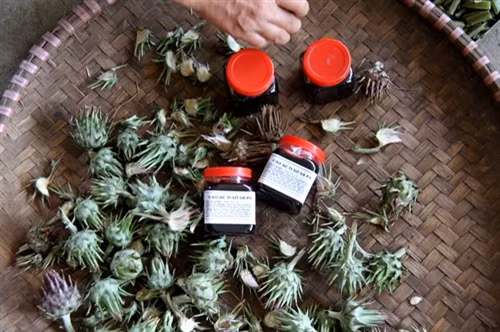 Trồng cây atiso cải thiện cuộc sống