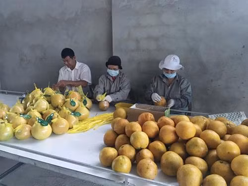 Liên kết sản xuất gắn với tiêu thụ nông sản ở Kim Bôi