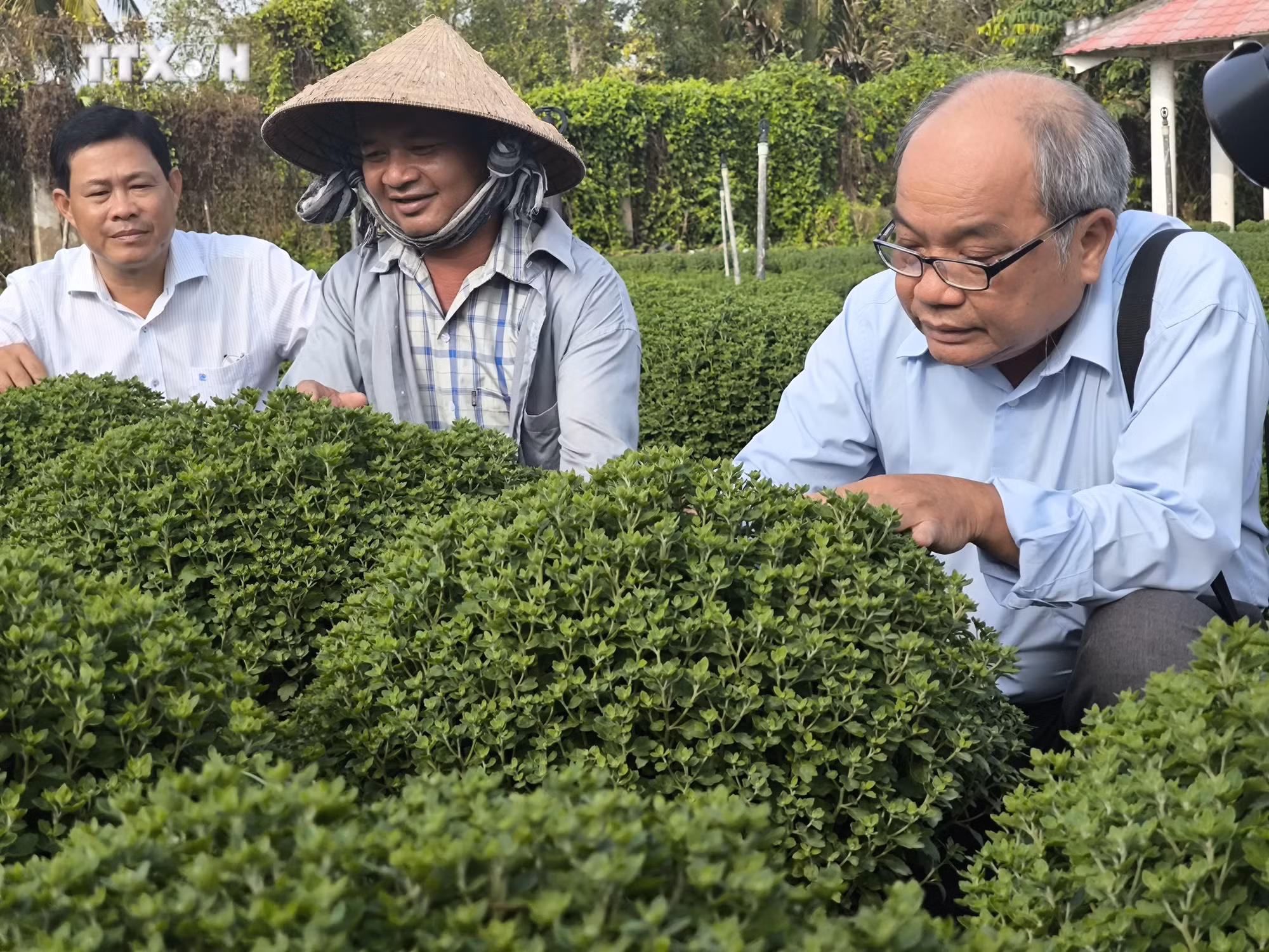vna_potal_hieu_qua_dua_giong_nuoi_cay_mo_trong_san_xuat_hoa_tet_o_ben_tre_7731718.jpg