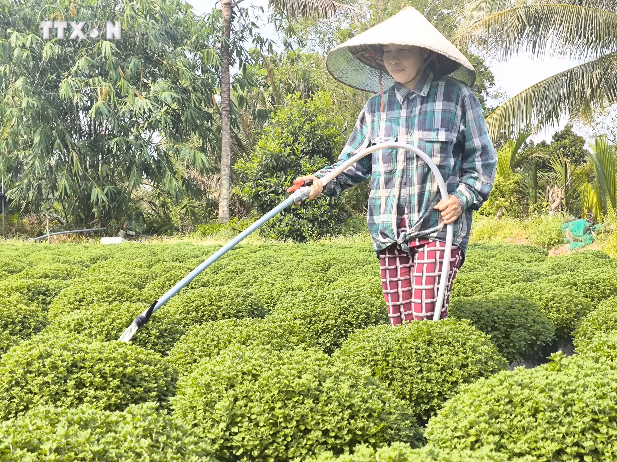 vna_potal_hieu_qua_dua_giong_nuoi_cay_mo_trong_san_xuat_hoa_tet_o_ben_tre_7731720.jpg