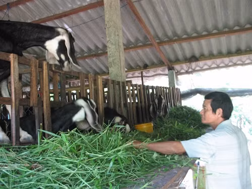 Tiền Giang phát triển nghề nuôi dê tại những địa bàn ven biển