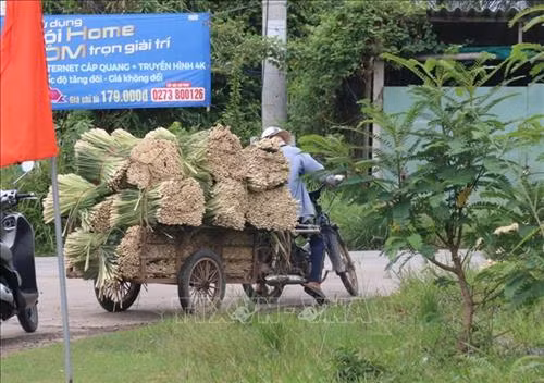 Nâng cao chuỗi giá trị cây sả Tân Phú Đông