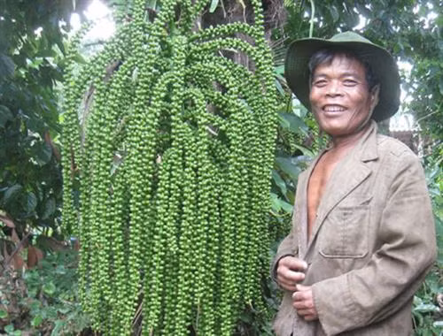 Cây của “Giàng” trên miền biên viễn