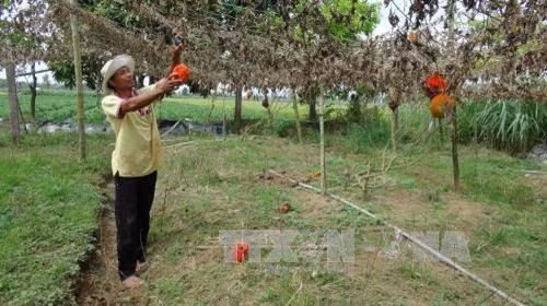Kỹ thuật trồng cây gấc