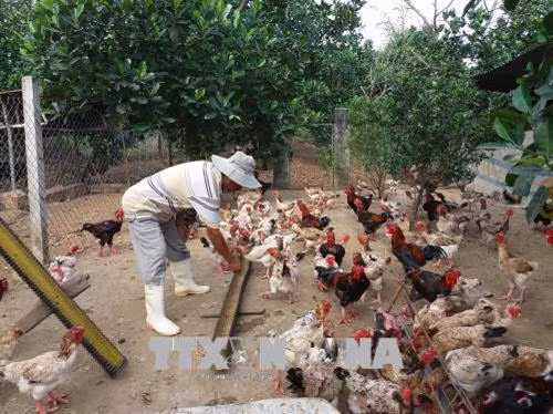 Phòng trị một số bệnh thường gặp ở ngan, vịt