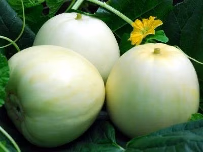 Mô hình sản xuất dưa lê, dưa vàng thơm cho lãi trên 250 triệu đồng/ha