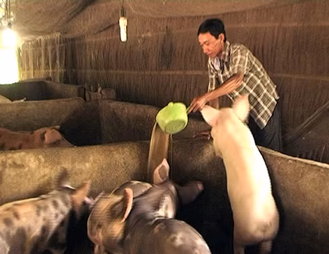 Nhiều hộ Khmer ở Hậu Giang vượt khó, thoát nghèo bền vững