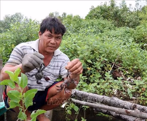 Nuôi ba khía dưới tán rừng ven biển Kiên Giang