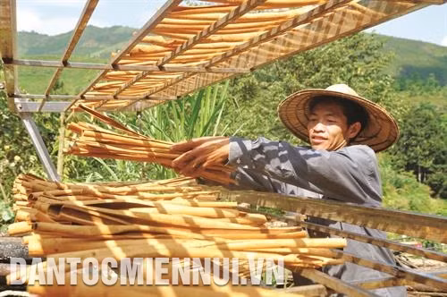 Cây tiền tỷ ở vùng sâu, vùng xa Nậm Đét