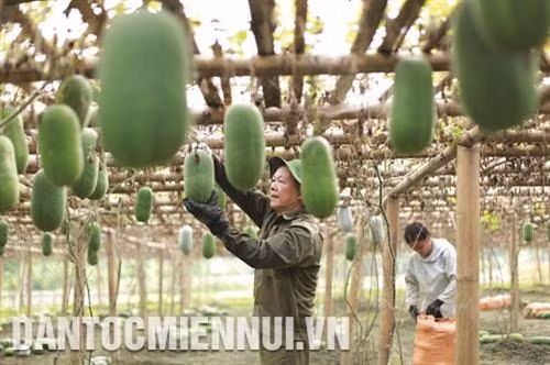 Hiệu quả công tác giảm nghèo nhìn từ huyện Ba Bể