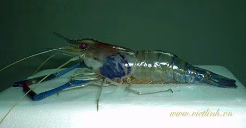 Bệnh đen mang trên tôm sú, tôm thẻ, tôm hùm 