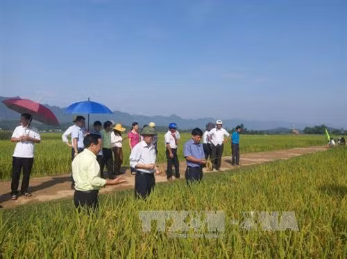 Hòa Bình gắn tái cơ cấu nông nghiệp với xây dựng nông thôn mới