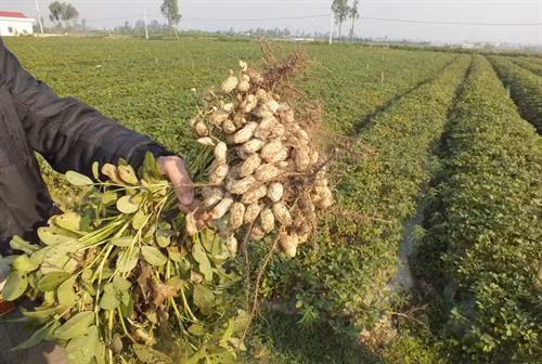 Thu hoạch và bảo quản lạc làm giống