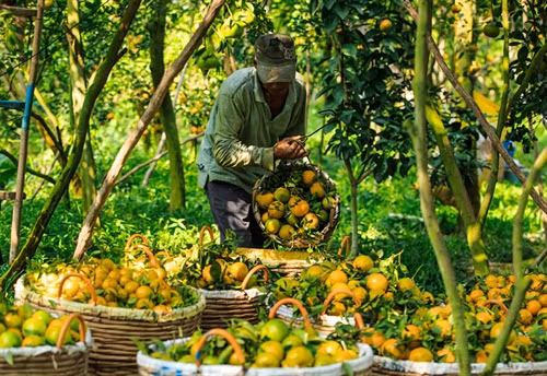 Quýt đường trái vụ bán được giá cao