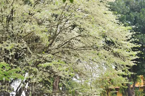 Hẹn gặp lại, sắc trắng hoa sưa