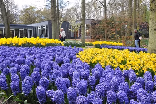 Keukenhof, lễ hội hoa tulip được yêu thích nhất châu Âu