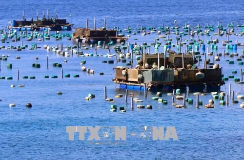Phú Yên chuyển dịch cơ cấu ngành thủy sản theo hướng tăng giá trị nuôi trồng