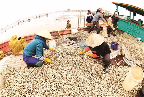 Kỹ thuật nuôi ngao thương phẩm