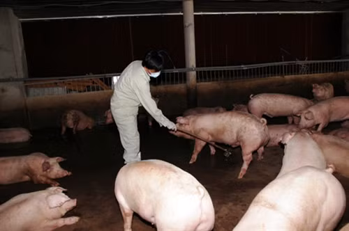 Chất tạo nạc vẫn đe dọa an toàn thực phẩm