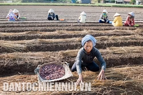 Vụ mùa thắt chặt tình thân ở Vĩnh Châu
