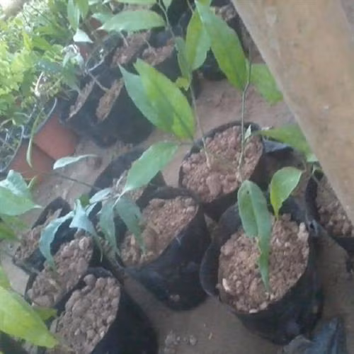 Kỹ thuật gây trồng rau sắng