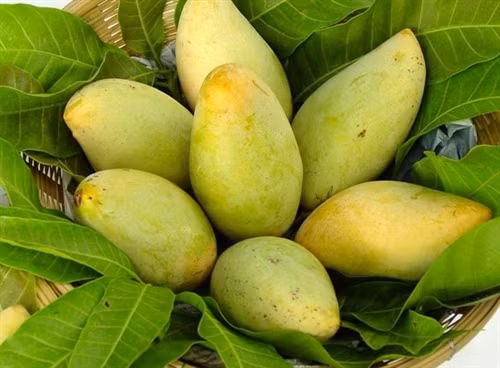 Xoài và vú sữa Việt Nam chuẩn bị tiến vào thị trường Mỹ
