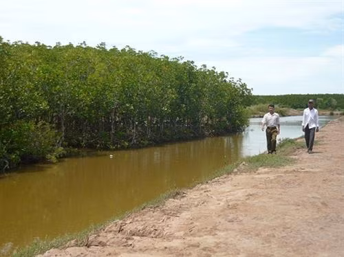Phát triển mạnh mô hình nuôi tôm sú xen cua biển ở Trà Vinh