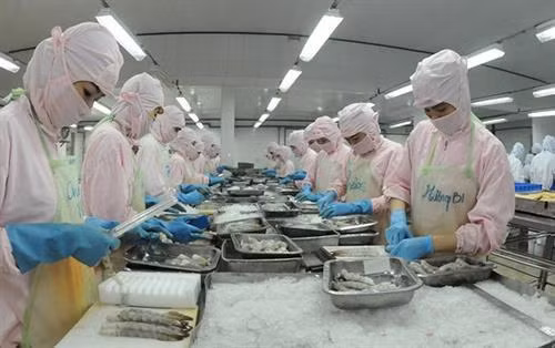 Xuất khẩu hải sản sang EU bị tác động mạnh bởi thẻ vàng IUU