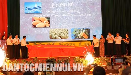 Hướng đi mới cho cây xoài Sơn La