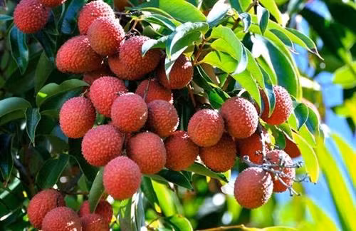 Mùa nóng, ăn vải thế nào cho thích hợp?