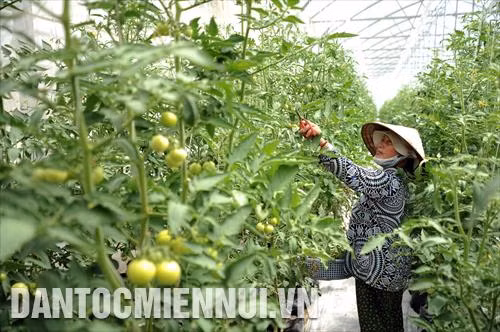 An Giang: Khuyến nông cho nông nghiệp công nghệ cao