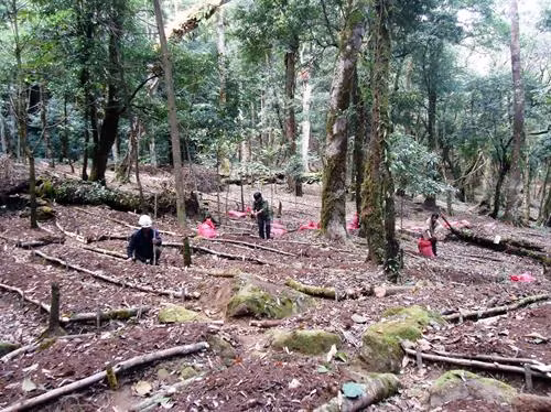 Kon Tum cho thuê rừng kết hợp trồng sâm Ngọc Linh