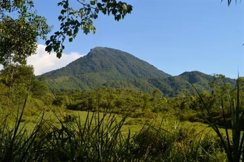 Bảo tồn rừng sinh thái tại Di sản Văn hóa thế giới Mỹ Sơn