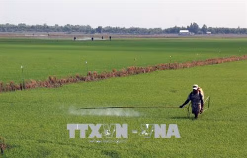 Kiên Giang ngăn chặn bệnh vàng lùn - lùn xoắn lá trên lúa Hè Thu