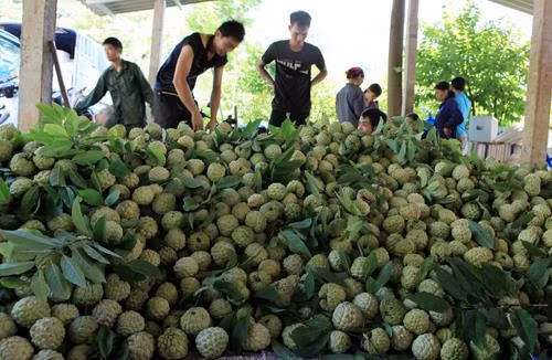 Để quả na Chi Lăng vươn ra thế giới 