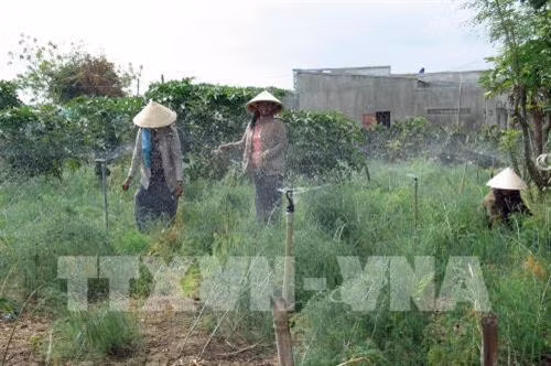 Mô hình tưới nước cho mía giúp lãi tăng gần 11 triệu đồng/ha