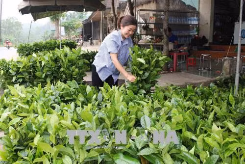Nghệ An xây dựng thương hiệu chè Gay Anh Sơn