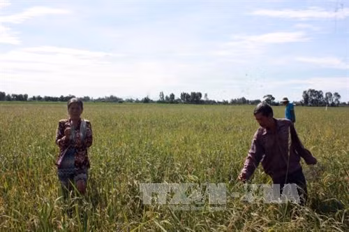 Chuột cắn nát hơn 500 ha lúa ở Kiên Giang