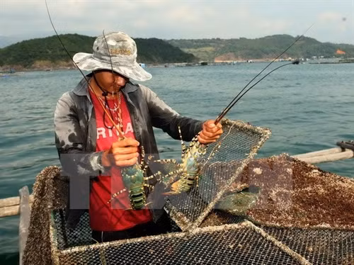 Phú Yên phòng trị bệnh trên tôm hùm nuôi bằng lồng