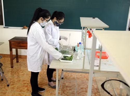 Hai học sinh nữ ở Tuyên Quang chế tạo thành công chế phẩm xử lý dư lượng thuốc bảo vệ thực vật trên cây chè