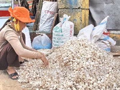 Tỏi Lý Sơn khan hàng, lấy đâu ra ùn ứ