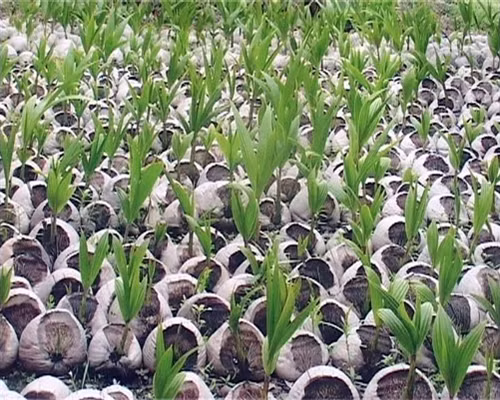 Cơ hội làm giàu từ trồng dừa sáp