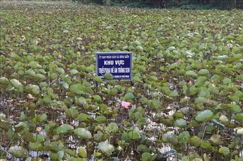 Phú Yên: Chuyển đổi nhiều diện tích đất lúa kém hiệu quả sang cây trồng khác
