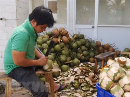 Trà Vinh hỗ trợ phát triển các sản phẩm từ trái dừa 