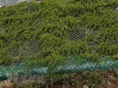 Phát triển bền vững nguồn lợi rong biển tại các đảo xa bờ ở miền Trung