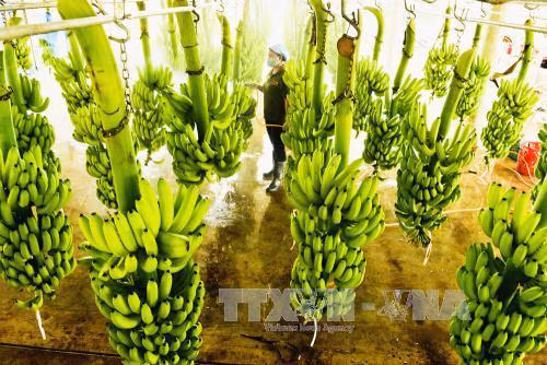 Hỗ trợ phát triển làng nghề, ngành nghề nông thôn ở Long An