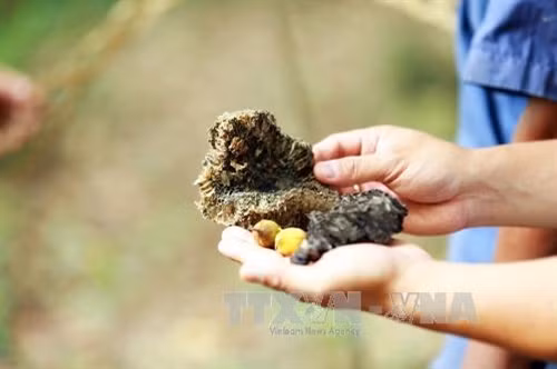 Kỳ lạ “cây thần giữ rừng” của đồng bào dân tộc Thái